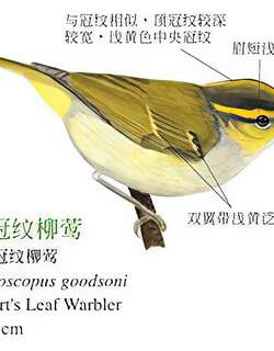 华南冠纹柳莺 / Hartert’s Leaf Warbler / Phylloscopus goodsoni