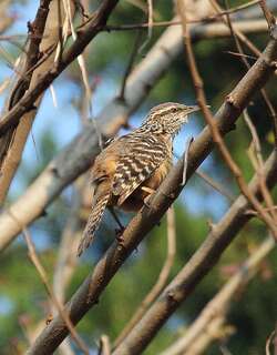斑背曲嘴鹪鹩 / Band-backed Wren / Campylorhynchus zonatus