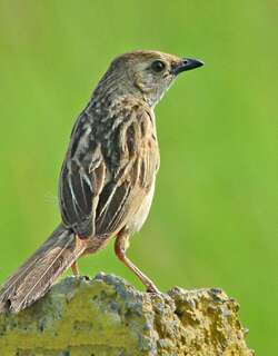 须草莺 / Bristled Grassbird / Schoenicola striatus