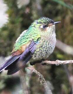 紫背刺嘴蜂鸟 / Purple-backed Thornbill / Ramphomicron microrhynchum