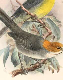 棕耳薮雀 / Rufous-eared Brushfinch / Atlapetes rufigenis