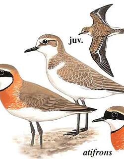 蒙古沙鸻 / Lesser Sand Plover / Charadrius mongolus