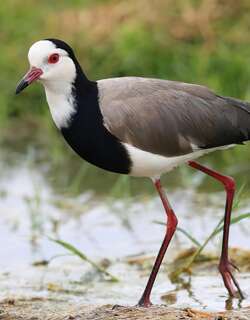 长趾麦鸡 / Long-toed Lapwing / Vanellus crassirostris