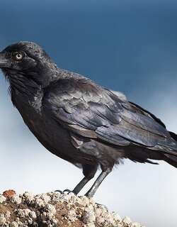 澳洲渡鸦 / Australian Raven / Corvus coronoides