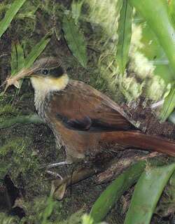 黄簇颊灶鸫 / Buffy Tuftedcheek / Pseudocolaptes lawrencii