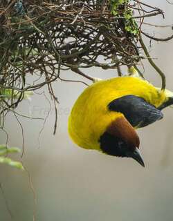 褐顶织雀 / Brown-capped Weaver / Ploceus insignis