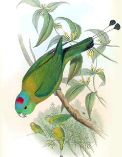 红斑扇尾鹦鹉 / Yellow-breasted Racket-tail / Prioniturus flavicans
