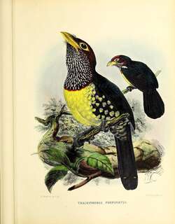 黄嘴拟䴕 / Yellow-billed Barbet / Trachyphonus purpuratus