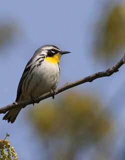 黄喉林莺 / Yellow-throated Warbler / Setophaga dominica