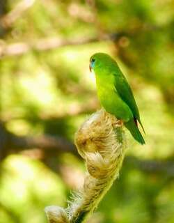 菲律宾短尾鹦鹉 / Philippine Hanging Parrot / Loriculus philippensis
