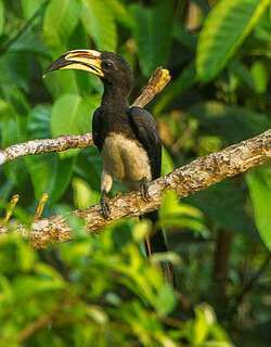 斑尾弯嘴犀鸟 / African Pied Hornbill / Lophoceros fasciatus