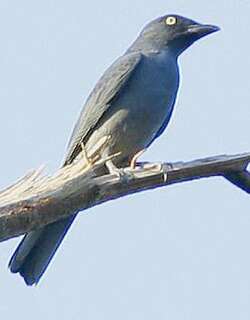 斑腹鹃鵙 / Bar-bellied Cuckooshrike / Coracina striata
