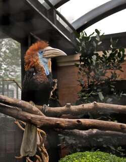 黄盔噪犀鸟 / Yellow-casqued Hornbill / Ceratogymna elata