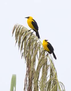 黄头拟鹂 / Oriole Blackbird / Gymnomystax mexicanus