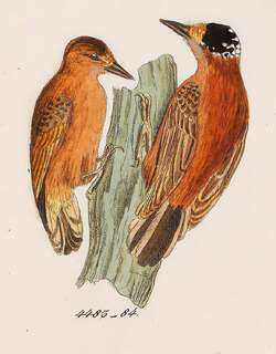 栗姬啄木鸟 / Chestnut Piculet / Picumnus cinnamomeus