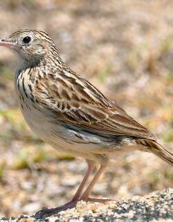 科雷鹨 / Correndera Pipit / Anthus correndera
