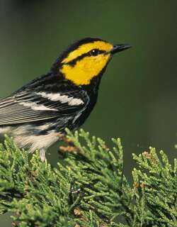金颊黑背林莺 / Golden-cheeked Warbler / Setophaga chrysoparia