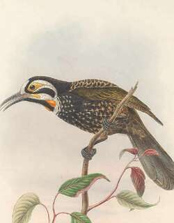白额寻蜜鸟 / Vogelkop Melidectes / Melidectes leucostephes