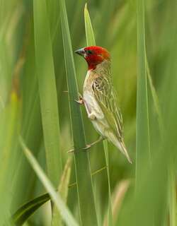 红头奎利亚雀 / Red-headed Quelea / Quelea erythrops