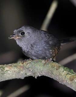 高原窜鸟 / Planalto Tapaculo / Scytalopus pachecoi