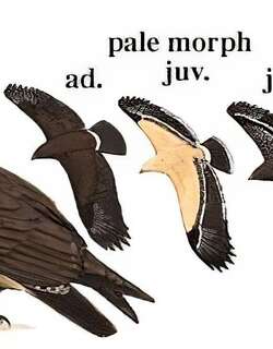 乌雕 / Greater Spotted Eagle / Clanga clanga