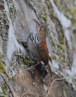 华南斑胸钩嘴鹛 / Grey-sided Scimitar Babbler / Erythrogenys swinhoei