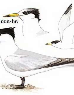 黑嘴端凤头燕鸥 / Chinese Lesser Crested Tern
