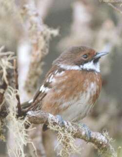 蚋鹟 / Hawaii Elepaio / Chasiempis sandwichensis