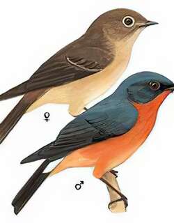 锈胸蓝[姬]鹟 / Slaty-backed Flycatcher