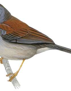 棕背印加雀 / Rufous-backed Inca Finch / Incaspiza personata