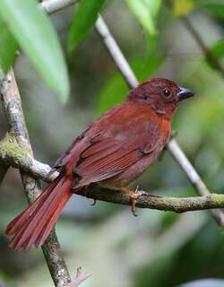 红头蚁唐纳雀 / Red-crowned Ant Tanager / Habia rubica