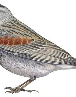 麦氏铁爪鹀 / McCown’s Longspur / Rhynchophanes mccownii