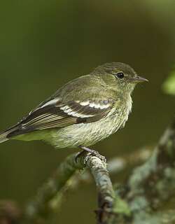 山拟霸鹟 / Mountain Elaenia / Elaenia frantzii