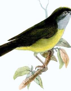 灰喉王森莺 / Grey-throated Warbler / Myiothlypis cinereicollis