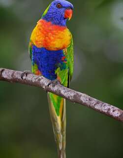 彩虹鹦鹉 / Rainbow Lorikeet / Trichoglossus moluccanus