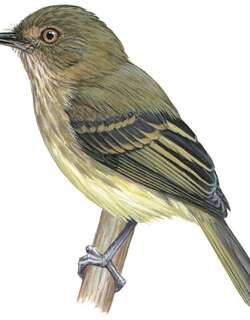 阿克雷哑霸鹟 / Acre Tody-Tyrant / Hemitriccus cohnhafti