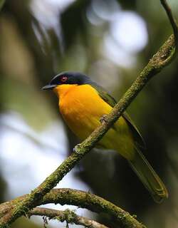 黑额丛鵙 / Black-fronted Bushshrike / Chlorophoneus nigrifrons