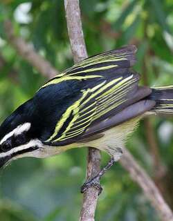 金腰钟声拟䴕 / Yellow-rumped Tinkerbird / Pogoniulus bilineatus