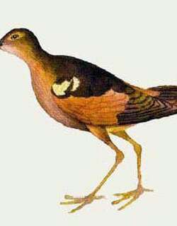 莫岛矶鹬 / Moorea Sandpiper / Prosobonia ellisi