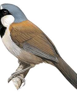 栗背噪鹛 / Chestnut-backed Laughingthrush / Pterorhinus nuchalis