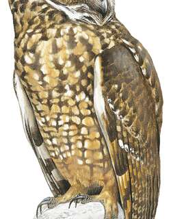 埃塞长耳鸮 / Abyssinian Owl / Asio abyssinicus
