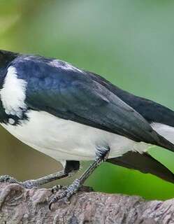 红嘴唐纳雀 / Red-billed Pied Tanager / Lamprospiza melanoleuca