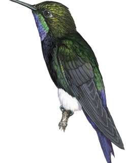 饰颈毛腿蜂鸟 / Gorgeted Puffleg / Eriocnemis isabellae