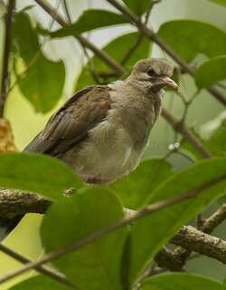 苍棕翅鸠 / Pallid Dove / Leptotila pallida