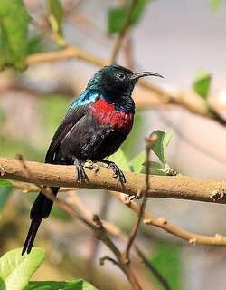 红胸花蜜鸟 / Red-chested Sunbird / Cinnyris erythrocercus