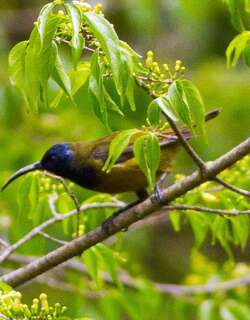 喀麦隆花蜜鸟 / Cameroon Sunbird / Cyanomitra oritis