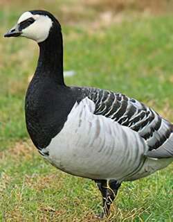 白颊黑雁 / Barnacle Goose / Branta leucopsis