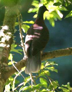 桂冠鸽 / Laurel Pigeon / Columba junoniae