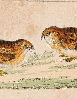 小三趾鹑 / Little Buttonquail / Turnix velox