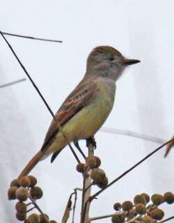 尤卡坦蝇霸鹟 / Yucatan Flycatcher / Myiarchus yucatanensis